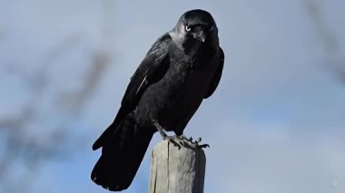 Karga kütüğün üzerinde tetikte bekliyor.