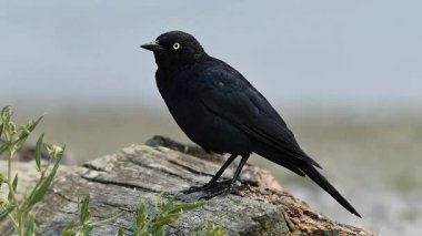 Brewer 'ın karatavuğu sahilde dinleniyor.