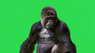 Krom anahtarı için yeşil ekran arka planında goril.