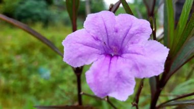 Kencana Ungu çiçeği (Ruellia simplex) bahçede. Meksika petunyası olarak da bilinir..