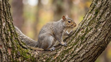 Doğu gri sincap ağacın