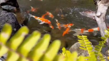 Su yüzeyinin hemen altında yüzen birkaç koi balığının olduğu sakin bir koi havuzu sahnesi.