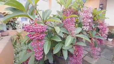 Bol mor meyve kümeleri olan egzotik Parijoto (Medinilla speciosa) bitkisi.