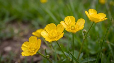 Bahçedeki bahar çiçeği, güzel çiçek.