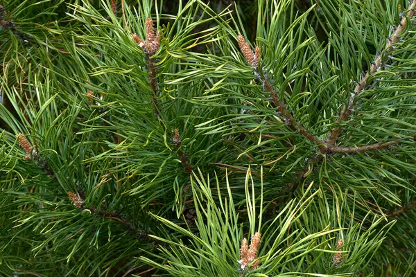 Green Pine Branches Long Needles Which Young Buds Hang Macro Stock Image