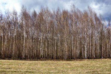 Mavi arka planda bahar huş ağacı ormanı