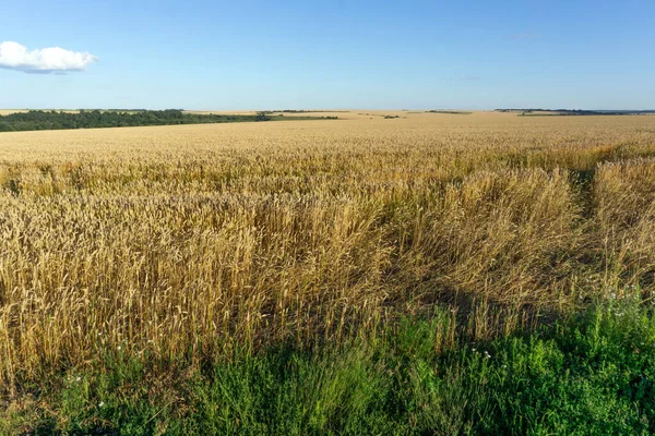 Un campo amarillo con espigas maduras de trigo se extiende hasta el horizonte. — Foto de Stock