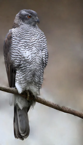 Northern Goshawk (Accipiter gentilis) — Stock Photo, Image