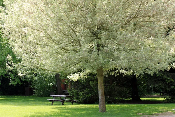 Mooie boom in het park — Stockfoto