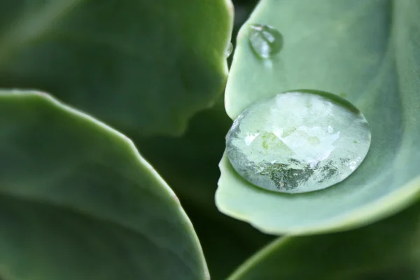 Waterdruppel van dichtbij — Stockfoto