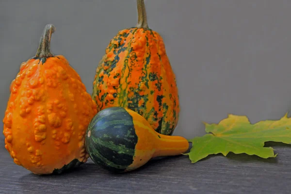 Autumn still life with mini pumpkins — Stock Photo, Image