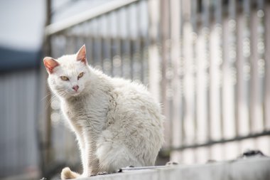 Kirli beyaz kedi