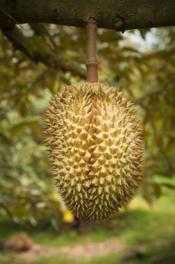 Durian ağaç üzerinde