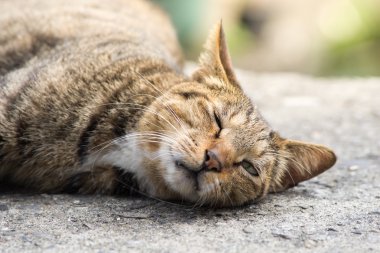 Yerli cat uyuklayan.