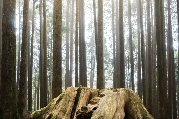 Gammal död trä stubbe med nya generationen träd tillväxt i backgro — Stockfoto