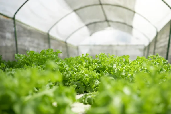Hydroponic lettuce in green house — Stock Photo, Image