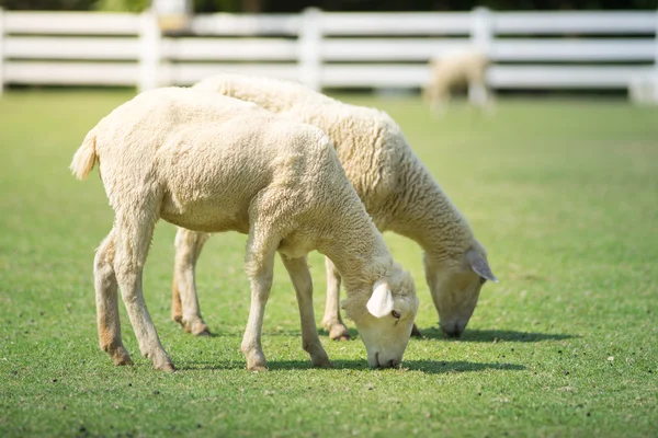 Овцы в зеленом травяном поле . — стоковое фото