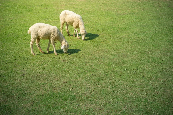 Genç koyunları çim yeme. — Stok fotoğraf