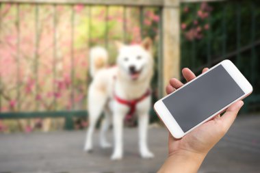 Bulanıklık köpek açık arka plan ile Smartphone kullanarak ele.