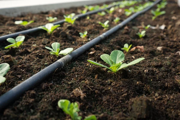 Young lettuce sprout — Stock Photo, Image