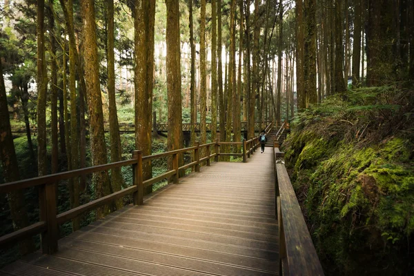 Путешественник идет по дорожке Alishan National Scenic Area — стоковое фото