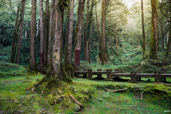 En trä sökväg i Alishan nationella natursköna området — Stockfoto