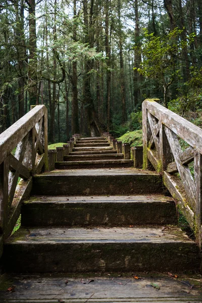 Um caminho de madeira em Alishan National Scenic Area — Fotografia de Stock