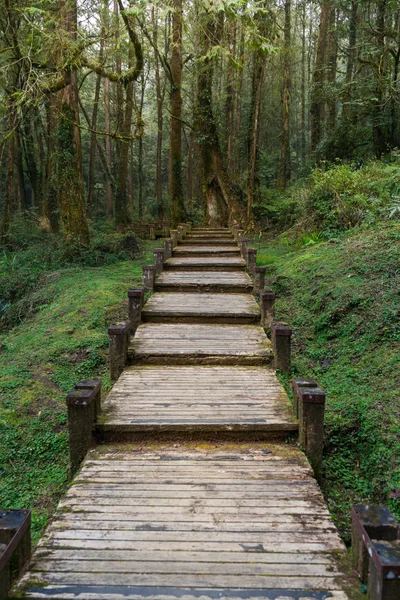 Um caminho de madeira em Alishan National Scenic Area — Fotografia de Stock