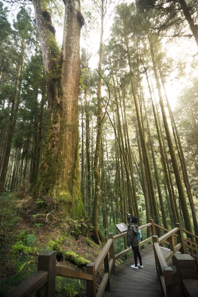 Resenär med bild av gamla stora cypress i Alishan Natio — Stockfoto