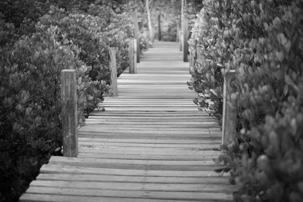 Chemin en bois vers la forêt profonde — Photo