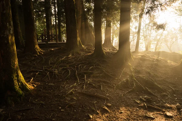 Sol ljus stråle i skogen. — Stockfoto