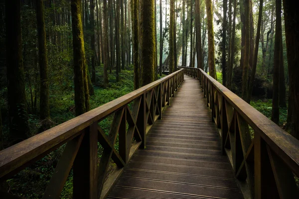 En trä sökväg i Alishan nationella natursköna området Cypress spår — Stockfoto