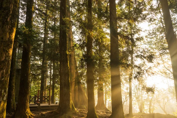 Sun light ray i tallskogen. — Stockfoto