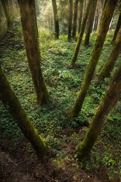 Lesní půdu s zelený list — Stock fotografie