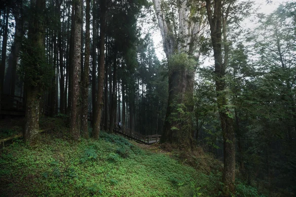 No.28 ünlü kırmızı selvi ağacı Alişan Ulusal doğal vardır içinde — Stok fotoğraf