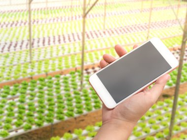 El smartphone büyüyen hydroponic sebzeler ile tutarak