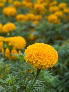 Sarı kadife çiçeği çiçek