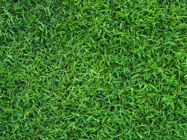 Green grass — Stock Photo, Image