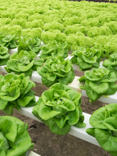 Hydroponic vegetables — Stock Photo, Image