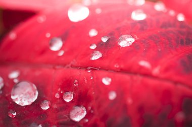 su üzerinde kırmızı yaprak düşer