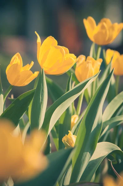 Bei tulipani gialli nel campo da giardino estivo . — Foto Stock