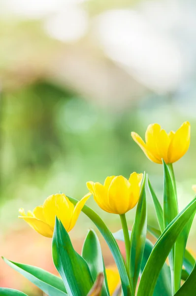 Bei tulipani gialli . — Foto Stock