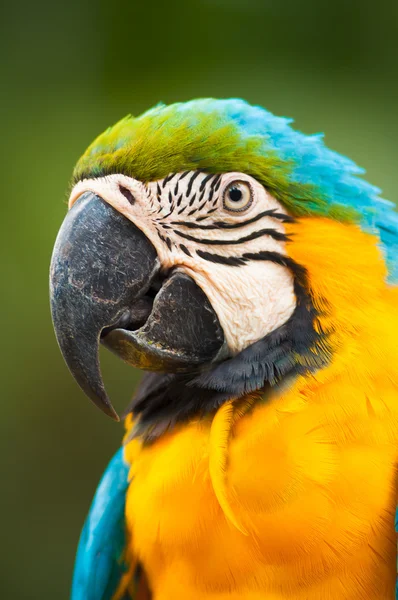 Šarlatové macaw. — Stock fotografie