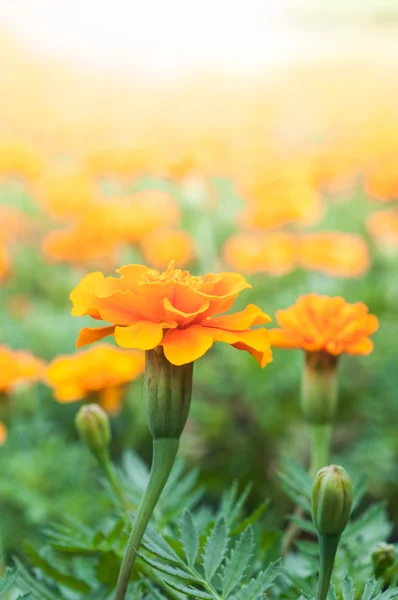 Marigold flower. — Stock Photo, Image