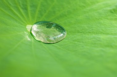 Lotus yaprağı üzerinde su damlası 