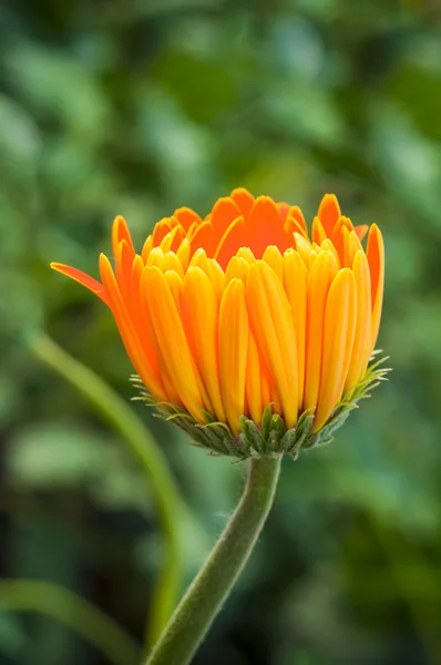 Detail Macro shot of orange Gerbera flower bud. — Stock Photo, Image