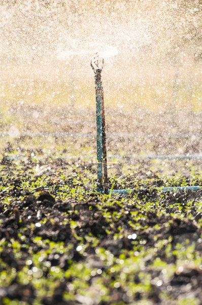 Water sprinkler. — Stock Photo, Image