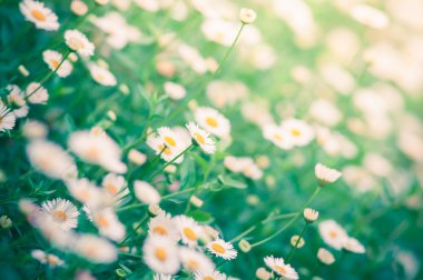 küçük beyaz papatya.