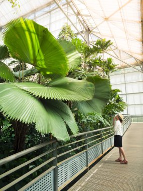 Büyük palmiye ağacı arayan kadın