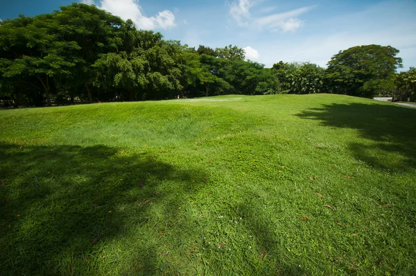 Green summer park garden. — Stock Photo, Image